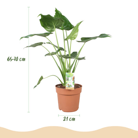 Green BoutiQ - Kamerplanten - Alocasia Cucullata - Boeddha,s hand - Weinig onderhoud - Groen - 1 Plant - met Potter Grijs - Pot 21cm - Hoogte 65-70cm
