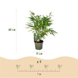 Bambou Fargesia rufa