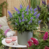 Green boutiQ - Haveplante - Buddleja davidii Butterfly Candy Little Lila - Sommerfuglekrat - Kompakt - Lilla - 1 Plante - Potte 12cm - Højde 20-25cm