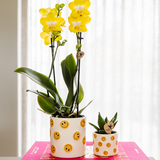Kolibri Company | Plantenset Smiley | Gele Phalaenopsis Orchidee Albenga Ø9cm en Succulent incl. keramieken sierpotten