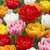 Tulipe double en mélange - 120 bulbes