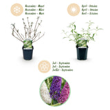 Green boutiQ - Haveplanté - Buddleja davidii Tricolour - Sommerfuglebusk - Vinterhård - Blå - Rosa - Hvid - 3 Planter - Potte 17cm - Højde 45cm