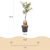 Green boutiQ - Fruitplant - Pruimen boom - Prunus domestica Victoria - Rode Pruim - Pot 21cm Hoogte 90cm