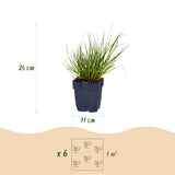 Panicum Northwind - H 15-25 cm, pot Ø11 cm