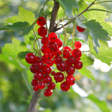 Groseillier rouge Jonkheer van Tets - Ribes rubrum - 2 plants - H 50 cm, pot Ø15 cm