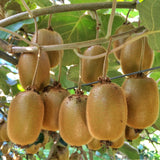 Kiwis Hayward et Weiki - 1 mâle et 2 femelles - 3 plants - H 50 cm, pot Ø15 cm