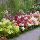 Green boutiQ - Haveleplante - Hydrangea panniculata Groundbreaker Blush - Greeny - Ruby - Sildhortensie - Kompakt - Lyserød-Grøn-Rød - 3 Planter - Potte 14cm - Højde 20-25cm