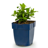 Millepertuis couvre-sol - H 15-25 cm, pot Ø11 cm