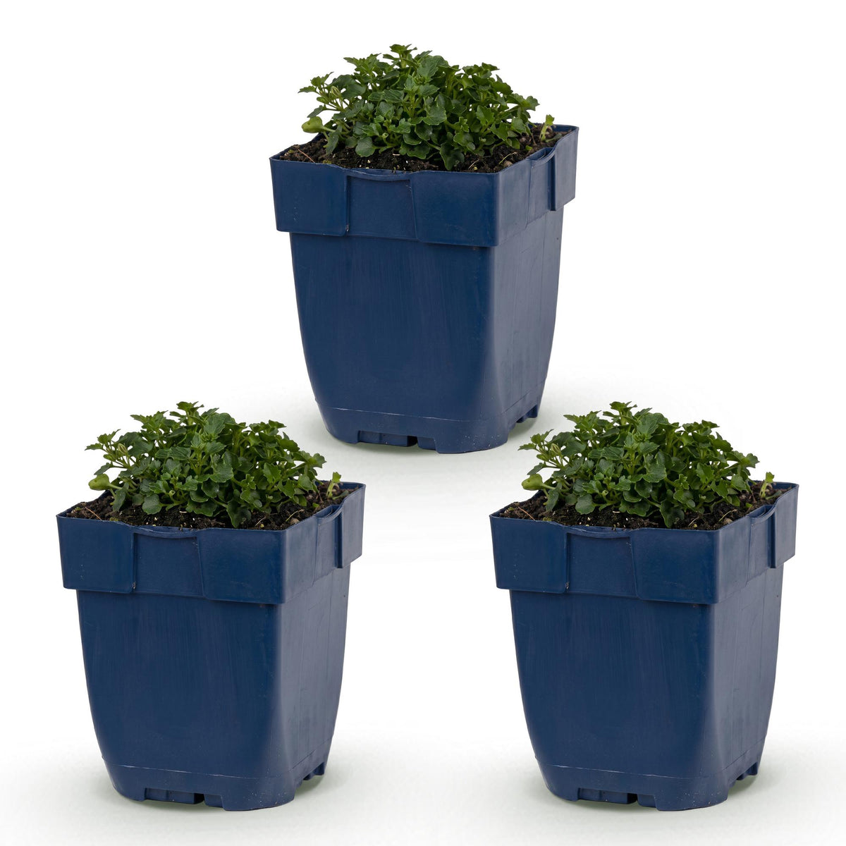Campanule des murailles - H 15-25 cm, pot Ø11 cm