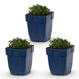 Campanule des murailles - H 15-25 cm, pot Ø11 cm