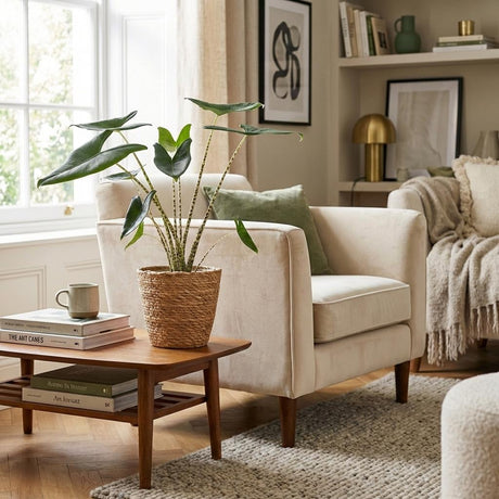 Green boutiQ - Kamerplant - Olifantsoor - Alocasia Zebrina - Groen - Weinig onderhoud - 1 Plant - met Potter Grijs - Pot 21 cm - Hoogte 70 - 75cm