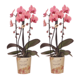 Orchidée Phalaenopsis rose saumon Niagara Fall Narbonne
