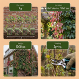 Vigne vierge de Henry - Parthenocissus henryana - H 35 cm, pot Ø9 cm - photo 6