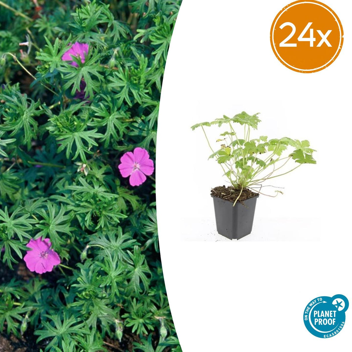 Géranium vivace Tiny Monster en godet - Geranium sanguineum hybride - H 10-25 cm, pot Ø9 cm - photo 8