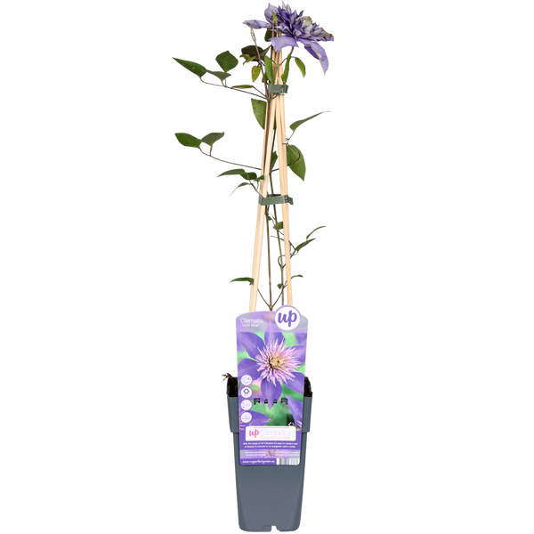 Clematis Multi Blue - Clematis Blauw - Ø15cm - ↕65cm