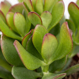 Crassula ovata - Arbre de jade - lot de 2