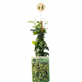 Houblon Nordbrau - Humulus lupulus - lot de 4 plants - pot Ø9 cm