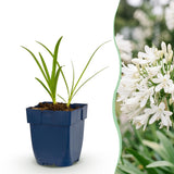 Agapanthe blanche Albus - H 15-25 cm, pot Ø11 cm