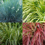 Green boutiQ - Siergrassen - 4 Planten - Blauw - Geel - Groen - Rood - Bladhoudend - Weinig Onderhoud - Pot 17cm Hoogte 50cm