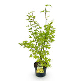 Érable du Japon Summergold - H 90 cm, pot Ø26 cm