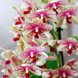 Orchidée Phalaenopsis jaune Mineral Grosseto en cache-pot Poppy orange - H 40 cm, pot Ø9 cm