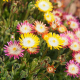 Green boutiQ - Bodembedekker - Winterhard - Delosperma Jewel of Dessert - 4 Planten - Kleuren Rood - Oranje - Paars - Roze - Weinig Onderhoud - Pot 14 Hoogte 17