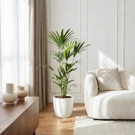 Green boutiQ - Kamerplant - Howea Forsteriana - Kentia Palm - Weinig Onderhoud - Groen - 1 Plant - met Mand - Pot 19cm - Hoogte 80-85cm