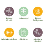 Green boutiQ - Tuinplant - Hibiscus syriacus Oiseau Blue - Tuin Hibiscus - Winterhard - Blauw - 3 Planten - Pot 17cm - Hoogte 45cm