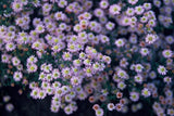 Aster ageratoides Stardust en godet - Aster d'Asie - H 10-25 cm, pot Ø9 cm - photo 6