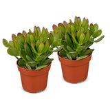 Crassula ovata - Arbre de jade - lot de 2