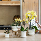 Orchidée Phalaenopsis jaune Blossom Lima avec cache-pot Melody crème - H 40 cm, pot Ø9 cm