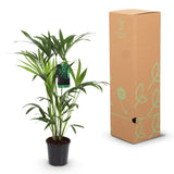Green boutiQ - Kamerplant - Howea Forsteriana - Kentia Palm - Weinig Onderhoud - Groen - 1 Plant - met Mand - Pot 19cm - Hoogte 80-85cm