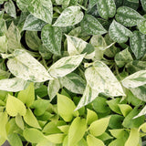 Pothos tricolore avec paniers - Epipremnum - lot de 3