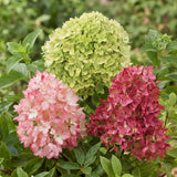 Green boutiQ - Haveleplante - Hydrangea panniculata Groundbreaker Blush - Greeny - Ruby - Sildhortensie - Kompakt - Lyserød-Grøn-Rød - 3 Planter - Potte 14cm - Højde 20-25cm