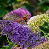 Green boutiQ - Vlinderstruik - Buddleja davidii Tricolour - Bloem Roze , Wit en Paars - 3 Planten - 1m2 - Bladverliezend - Vlinderlokkend -  Pot 17cm Hoogte 30cm