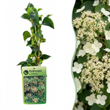 Hortensia grimpant - Hydrangea anomala subsp. petiolaris - lot de 4 plants - pot Ø9 cm