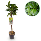 Green boutiQ - Tuinplant - Prunus lauroverasus Etna® - Plant op stam - Terras Plant - Bladhoudend - Weinig Onderhoud - Pot 19cm Hoogte 90cm