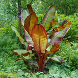 Green boutiQ - Fruitplant - Bananen plant - Ensete ventricosum Maurelli - Winterhard - 4 planten - Pot 17cm Hoogte 40cm
