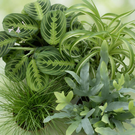Green boutiQ - Kamerplant - Chlorophytum - Cyperus - Phlebodium - Marantha - Mix van 4 - Huisdiervriendelijke Planten - Groen - 4 Planten - met Mand - Pot 12cm - Hoogte 25cm