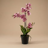 Orchidee Vanda artificielle h60cm