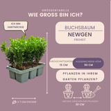 12 x 6-Pack Buxus NewGen Freedom – Winterharde Groenblijvende Struiken 72 x Ø7 cm - ↕15 cm | Compacte Buxus
