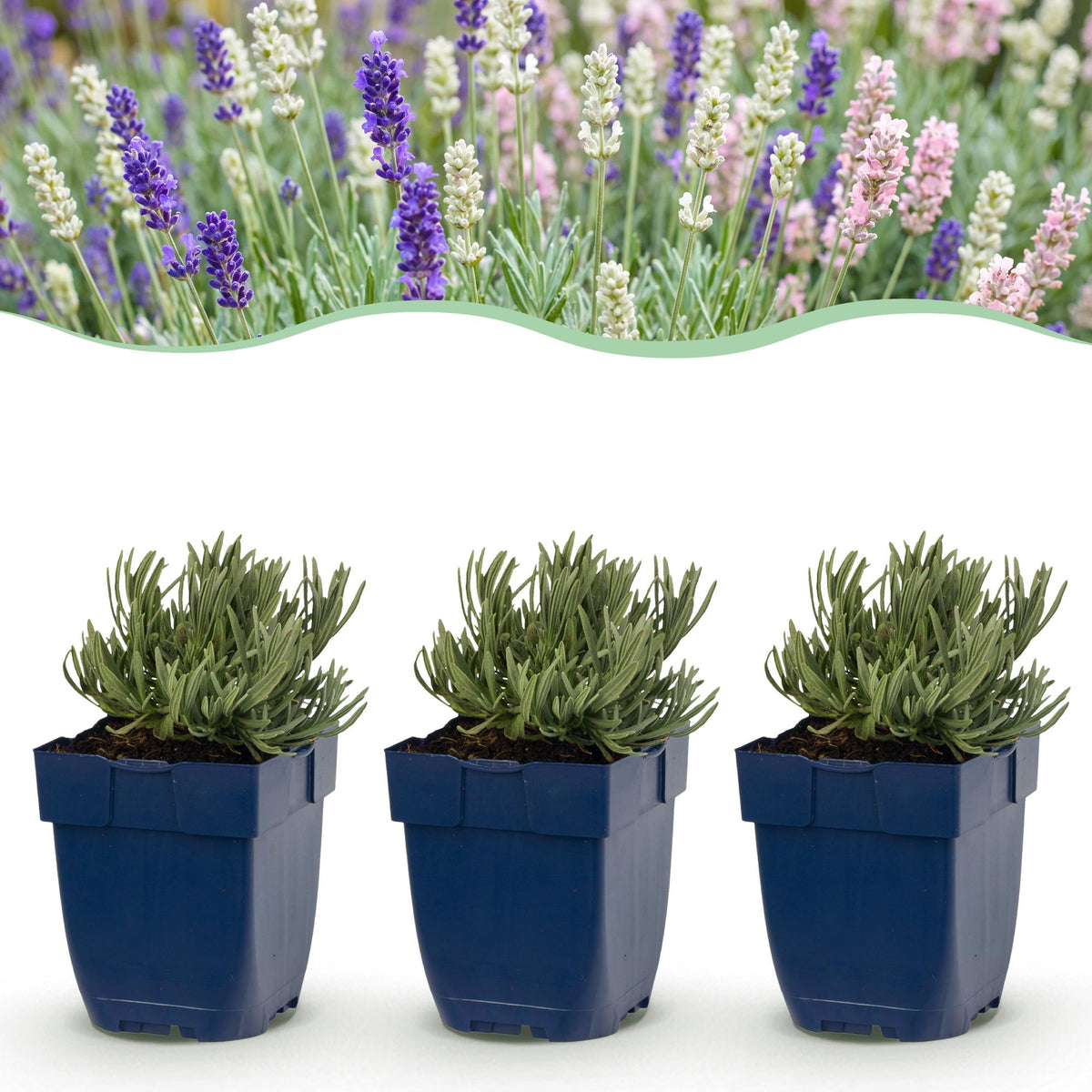 Lavandes en mélange tricolore - Lavandula - H 15-25 cm, pot Ø11 cm