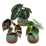 Baby Alocasia Tricolour avec cache-pots cuivre - lot de 3 mini plantes