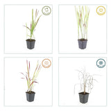 Herbe à sang du Japon Red Baron en godet - Imperata cylindrica - H 10-25 cm, pot Ø9 cm - photo 5