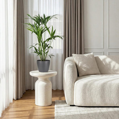 Green boutiQ - Kamerplant - Howea Forsteriana - Kentia Palm - Weinig Onderhoud - Groen - 1 Plant - met Mand - Pot 19cm - Hoogte 80-85cm