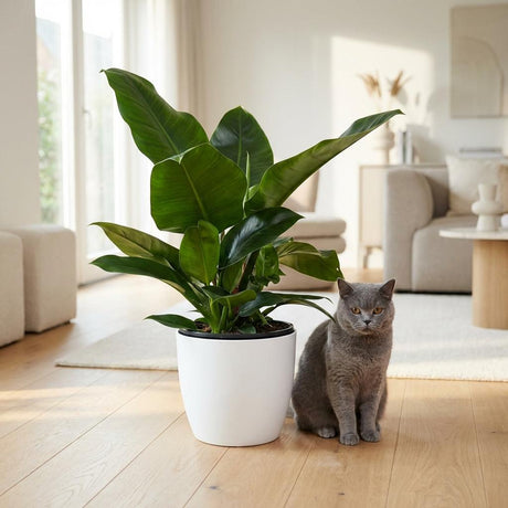 Green boutiQ - Kamerplant - Philodendron - Philodendron Imperial Green - Groen - Weinig onderhoud - 1 Plant - met Mand - Pot 19cm - Hoogte 65cm