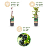 Framboisier noir Black Jewel - Rubus occidentalis - 2 plants - H 50 cm, pot Ø15 cm