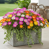 Green boutiQ - Bodembedekker - Winterhard - Delosperma Jewel of Dessert - 4 Planten - Kleuren Rood - Oranje - Paars - Roze - Weinig Onderhoud - Pot 14 Hoogte 17