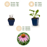 Échinacée pourpre Magnus - Echinacea purpurea - H 15-25 cm, pot Ø11 cm - photo 4