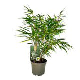Bambou Fargesia rufa